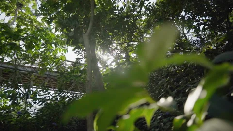 Sun Shining Through The Trees With A Bridge In The Background Stock Footage 221828804