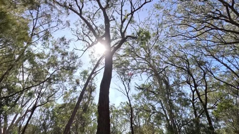 Sun Shining Through Trees in Bushland Stock Footage 242379705