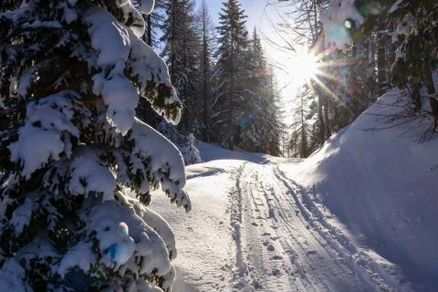 Sun is shining through trees casting warm glow on snow. Snowy forest with t.. Stock Photos