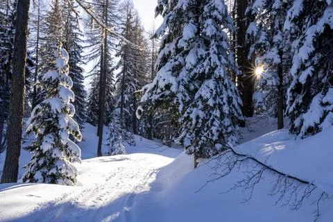 Sun is shining through trees casting warm glow on snow. Snowy forest with t.. Stock Photos