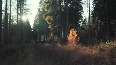 Sun shining through trees in coniferous forest Stockbeeldmateriaal 289663374