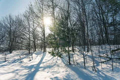 Sun shining through trees covered with snow Stock Photos