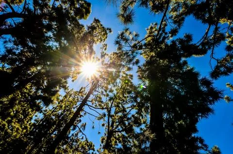 The sun is shining through the trees, creating a beautiful and peaceful scene Stock Photos