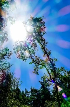 The sun is shining through the trees, creating a beautiful and serene atmosph Stock Photos