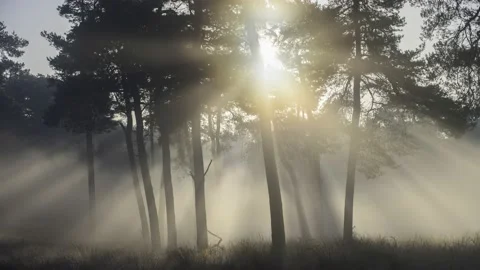 Sun shining through trees with dancing mist and light rays Video stock 142732271