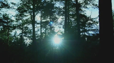 Sun shining through trees in a dark forest. Stock Footage 60151648