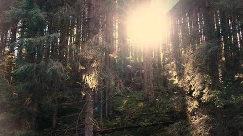 Sun is shining through the trees in dark forest in mountain Stock Footage 110808942
