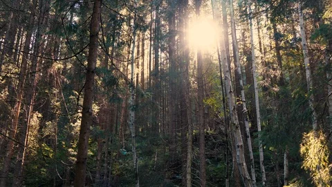 Sun is shining through the trees in dark forest in mountain. Stock Footage 110809040