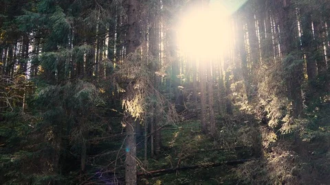 Sun is shining through the trees in dark forest in mountain. Stock Footage 111869208