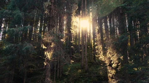 Sun is shining through the trees in dark forest in mountain Stock Footage 111869255