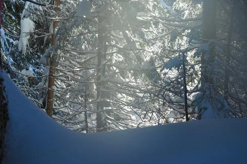 Sun shining through the trees in a deeply snow covered forest. Stock Photos