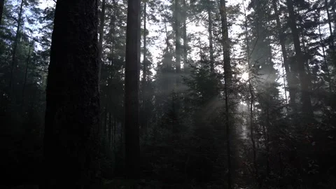 Sun shining through the trees during fall Видео 255613420
