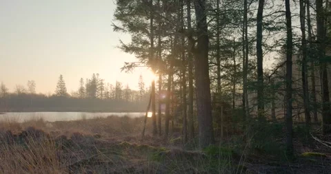 Sun shining through trees at the edge of a lake Stock Footage 293943557