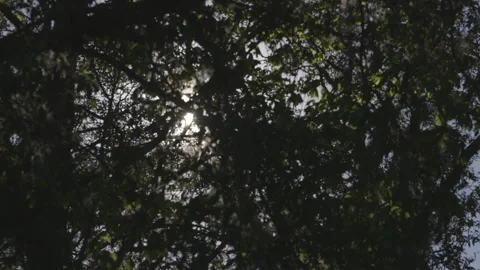 Sun Shining Through Trees in Florida Stock Footage 141080347