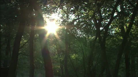 Sun shining through trees Stock Footage 11078987