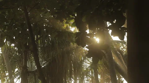 Sun shining through the trees Vidéo 41132149