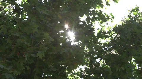 SUN SHINING THROUGH TREES Stock Footage 42753843