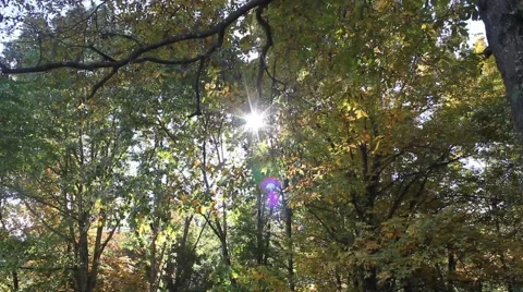 Sun shining through the trees Stock Footage 44447049
