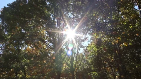 Sun shining through trees Stock Footage 44447129
