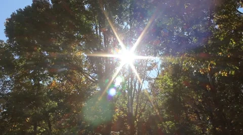 Sun shining through the trees Stock Footage 44447156
