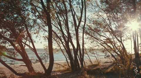 Sun shining through the trees Stock Footage 53462547