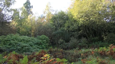 Sun shining through trees Stock Footage 56090457