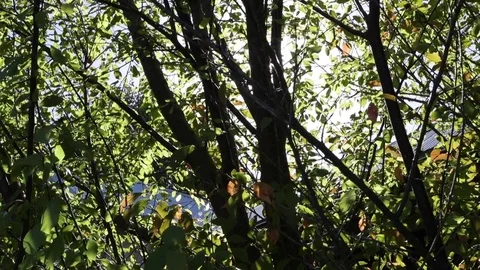 Sun Shining Through Trees Stock Footage 77054375