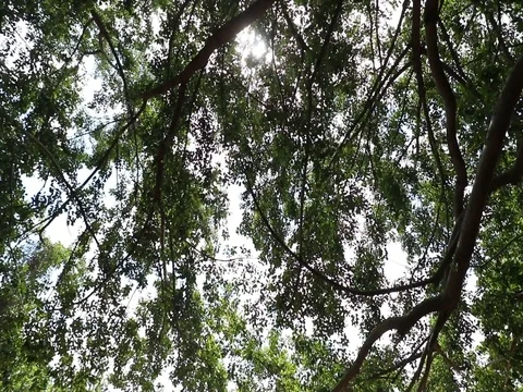 SUN SHINING THROUGH TREES 스톡 동영상 78244801