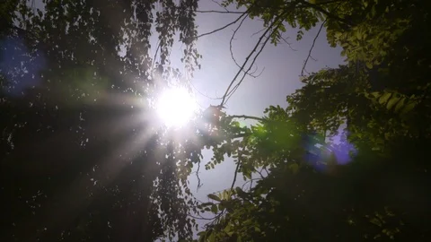 Sun shining through trees 스톡 동영상 91627563