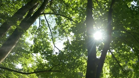 Sun shining through trees Video stock 94832670