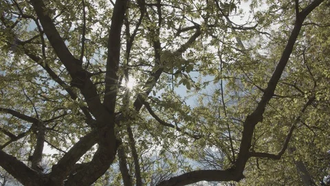 Sun shining through trees Stock Footage 129196398
