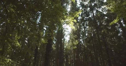 Sun shining through trees Stock Footage 139755622