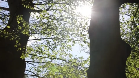 Sun shining through trees. Stock Footage 140037612