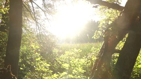 Sun Shining through the trees Stock-Footage 142104612