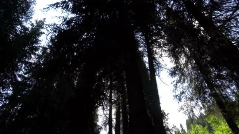 The sun is shining through the trees. 스톡 동영상 160675692