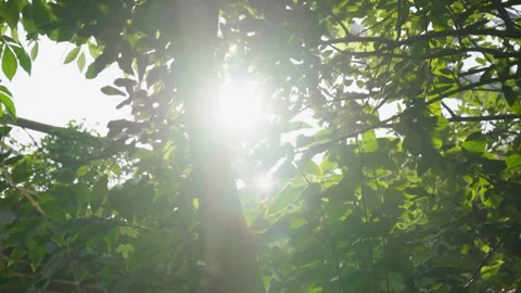 Sun Shining Through The Trees Stock Footage 221828805