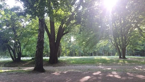 Sun shining through the trees Stock Footage 243893525