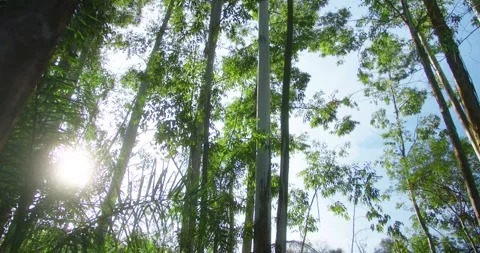 Sun Shining Through The Trees Stock Footage 246766149