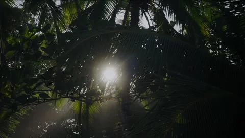 Sun shining through the trees Stock Footage 278071906