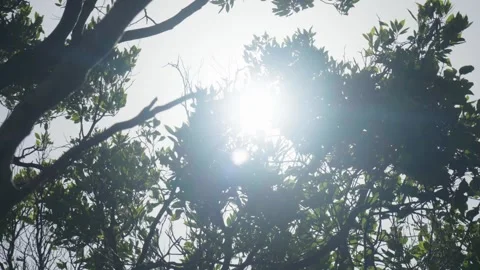 Sun shining through trees Stock Footage 297718762