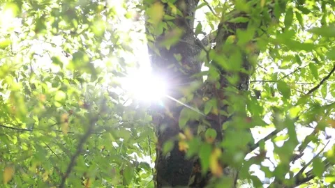 Sun shining through the trees Stock-Footage 306033963