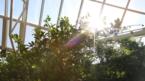 Sun shining through the trees 動画素材 306040355