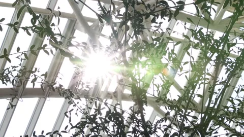 Sun shining through the trees	 Video stock 306040358