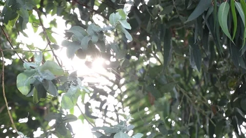 Sun shining through the trees Stock-Footage 306040387