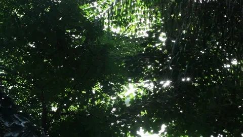 Sun shining through the trees Video stock 306040410