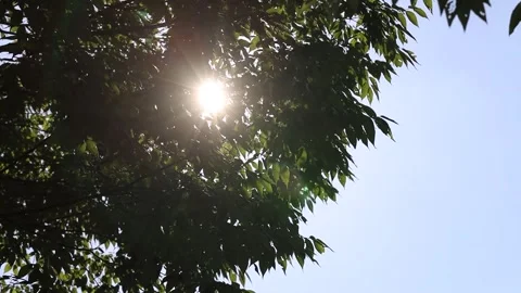 Sun shining through the trees Stock-Footage 310231136