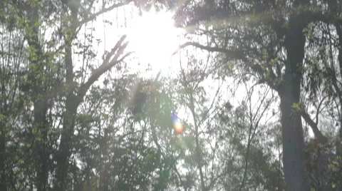 Sun shining through trees in a forest Stock Footage 43857578
