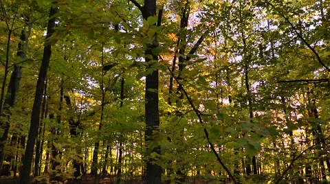 Sun Shining Through Trees in Forest Stock Footage 50509785