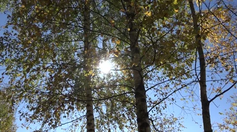 Sun shining through trees in forest Stock Footage 56579376
