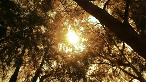 Sun is shining through the trees in a forest 動画素材 111885997